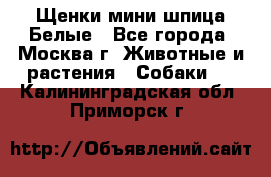 Щенки мини шпица Белые - Все города, Москва г. Животные и растения » Собаки   . Калининградская обл.,Приморск г.